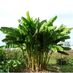 Musa basjoo