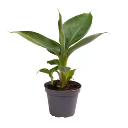 Kininis bananmedis - Musa acuminata SUPER DWARF CAVENDISH