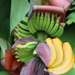 Kininis bananmedis - Musa acuminata SUPER DWARF CAVENDISH