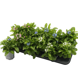 Myosotis MIX