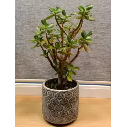 copy of Bonsai Serissa RED
