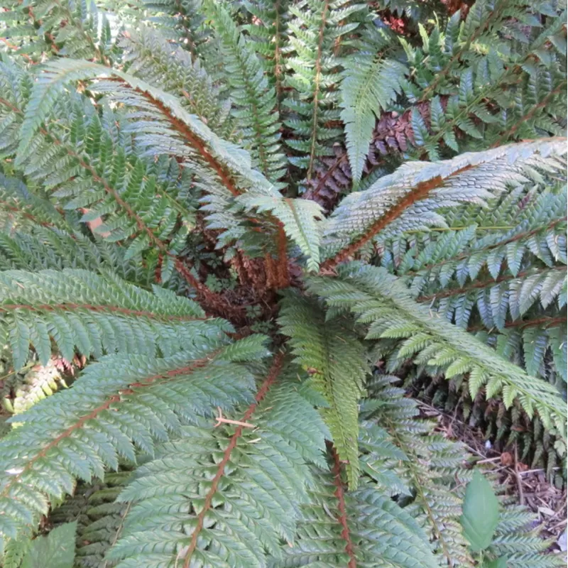 Azijinis kardpapartis - Polystichum neolabatum
