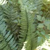 Azijinis kardpapartis - Polystichum neolabatum