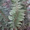 Azijinis kardpapartis - Polystichum neolabatum