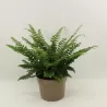 Azijinis kardpapartis - Polystichum neolabatum