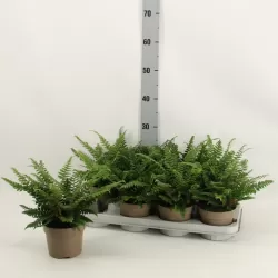 Azijinis kardpapartis - Polystichum neolabatum