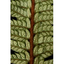 Azijinis kardpapartis - Polystichum neolabatum