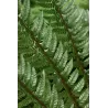 Azijinis kardpapartis - Polystichum neolabatum