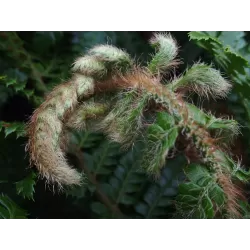 Azijinis kardpapartis - Polystichum neolabatum