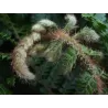 Azijinis kardpapartis - Polystichum neolabatum