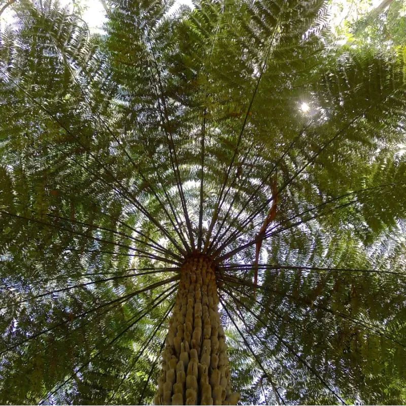 Australinis taurėpapartis - Cyathea australis