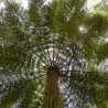 Cyathea australis