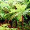 Cyathea australis