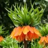 Imperatoriškoji margutė - Fritillaria imperalis AURORA