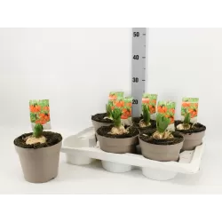 Imperatoriškoji margutė - Fritillaria imperalis AURORA