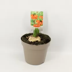 Imperatoriškoji margutė - Fritillaria imperalis AURORA