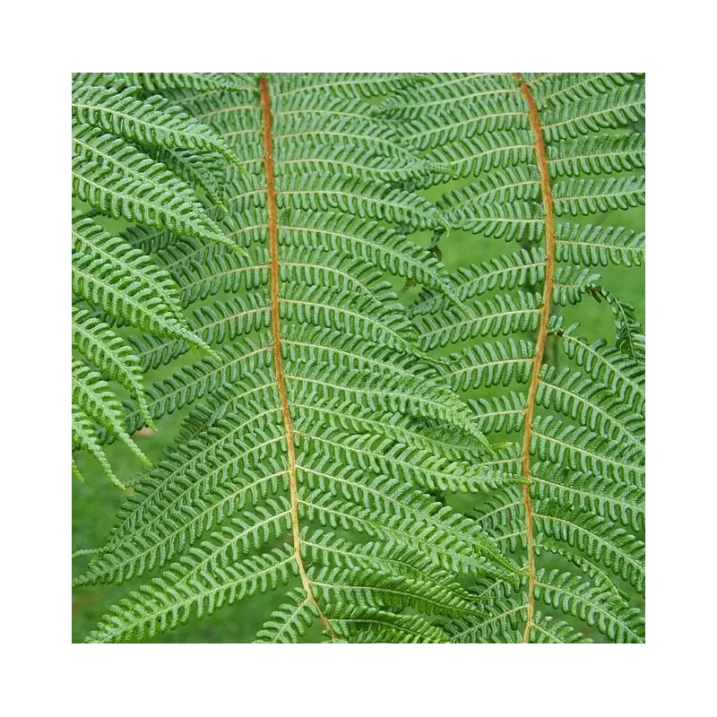 Plaukuotasis taurėpapartis - Cyathea tomentosissima Highland Lace