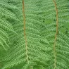 Plaukuotasis taurėpapartis - Cyathea tomentosissima Highland Lace
