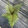 Cyathea tomentosissima Highland Lace