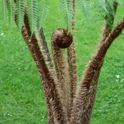 Plaukuotasis taurėpapartis - Cyathea tomentosissima Highland Lace