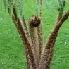 Cyathea tomentosissima Highland Lace