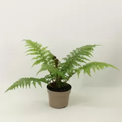Plaukuotasis taurėpapartis - Cyathea tomentosissima Highland Lace