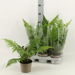 Plaukuotasis taurėpapartis - Cyathea tomentosissima Highland Lace