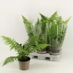 Plaukuotasis taurėpapartis - Cyathea tomentosissima Highland Lace