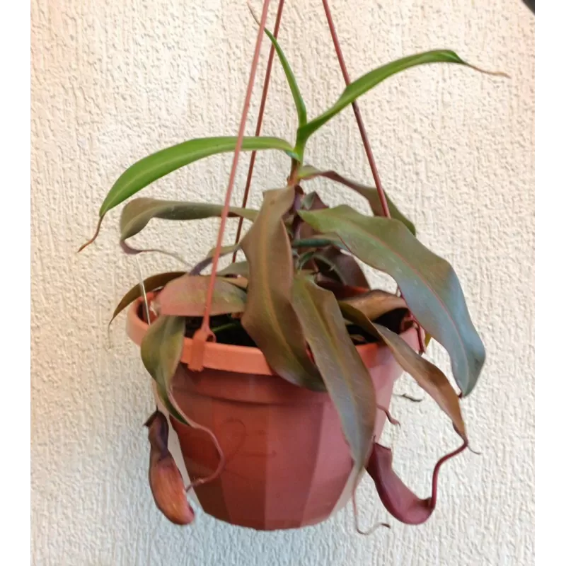 Ąsotenis - Nepenthes hybride