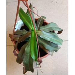 Ąsotenis - Nepenthes hybride