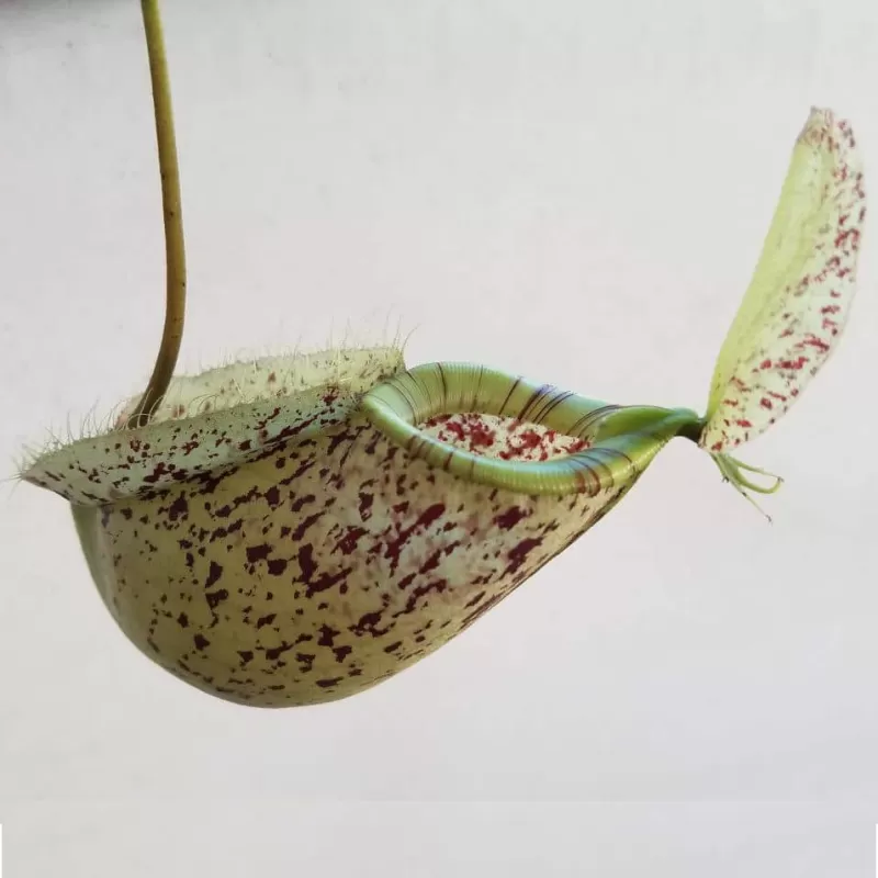 Ąsotenis - Nepenthes hookeriana