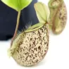Ąsotenis - Nepenthes hookeriana