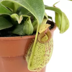 Nepenthes hookeriana