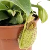 Ąsotenis - Nepenthes hookeriana