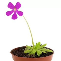 Pinguicula ANNA