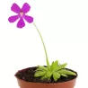 Pinguicula ANNA