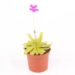 Pinguicula ANNA