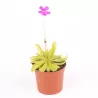 Pinguicula ANNA