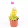 Tuklė - Pinguicula ANNA