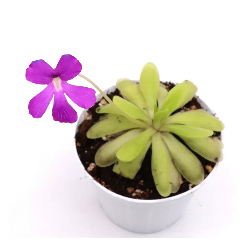 Pinguicula ANNA