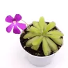 Pinguicula ANNA