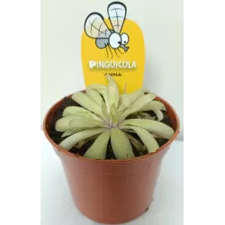 Pinguicula ANNA