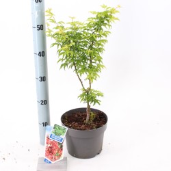 Plaštakinis klevas - Acer palmatum SHISHIGASHIRA