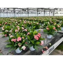 Euphorbia milii CHARLOTTE