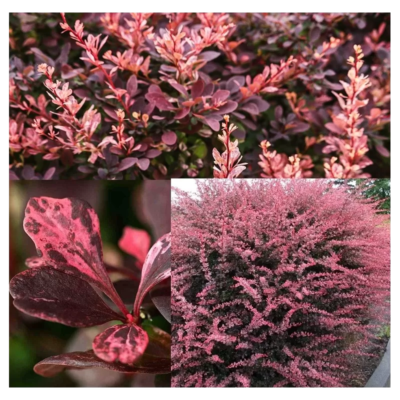 Tunbergo raugerškis - Berberis thunbergii Rose GlowP12x12/C2 20-30CM