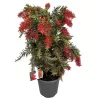 Bottlebrush tree - Callistemon Red Cluster Bush