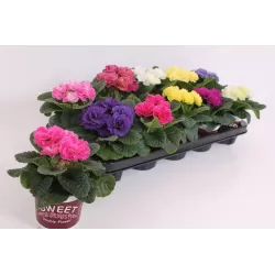 Primula acaulis mix