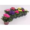 Primula acaulis mix