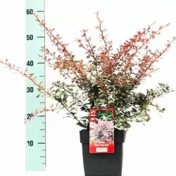 Tunbergo raugerškis - Berberis thunbergii Rose GlowP12x12/C2 20-30CM