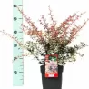 Tunbergo raugerškis - Berberis thunbergii Rose GlowP12x12/C2 20-30CM